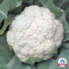 Snow Crown Hybrid Cauliflower