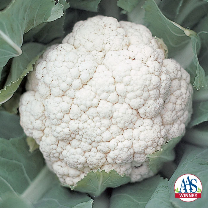 Snow Crown Hybrid Cauliflower 1 Snow Crown Hybrid Cauliflower