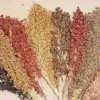 Colored Upright Sorghum Blend