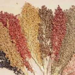 Colored Upright Sorghum Blend