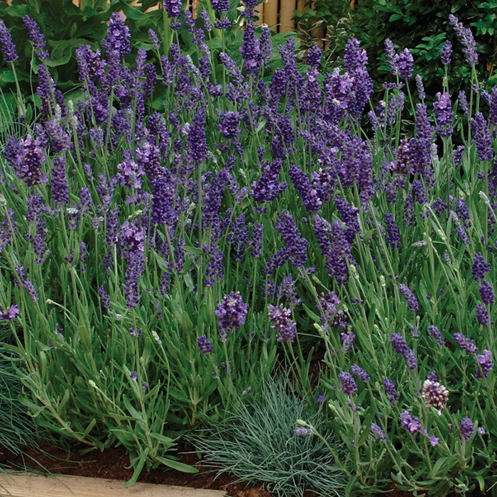 Purple Ellagance Lavender 1 Purple Ellagance Lavender