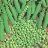 Green Arrow Garden Shelling Pea