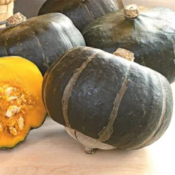 Maxima Bonbon Hybrid Winter Squash