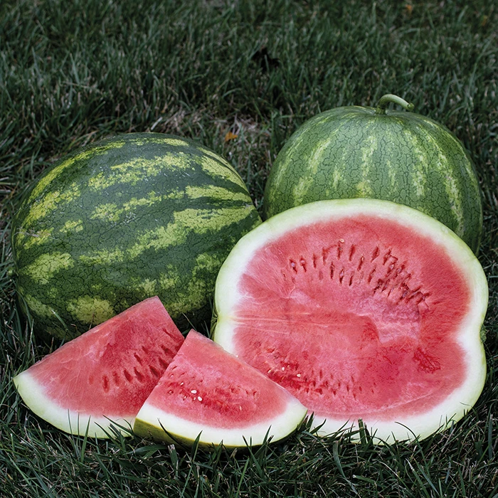 Secretariat Hybrid Watermelon 1 Secretariat Hybrid Watermelon