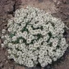 Carpet Of Snow Alyssum