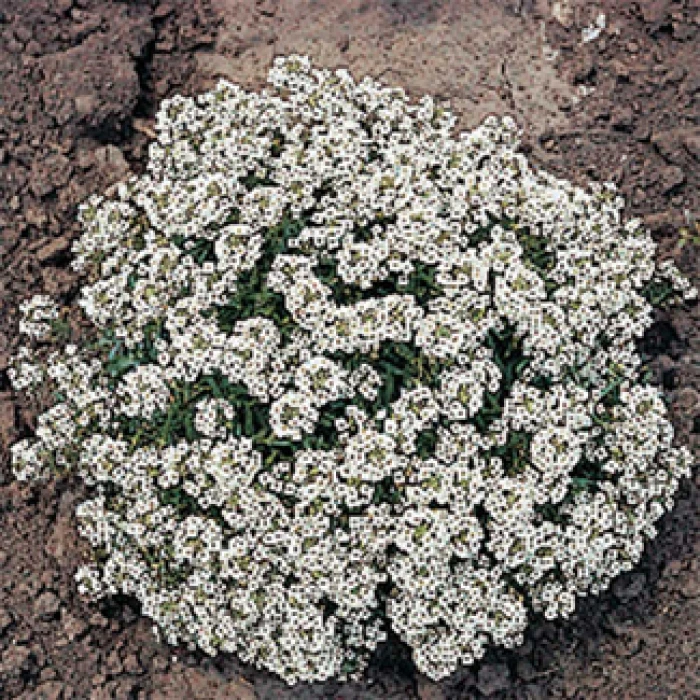 Carpet Of Snow Alyssum 1 Carpet Of Snow Alyssum
