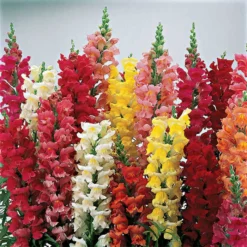 Liberty Classic Hybrid Snapdragon
