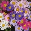 Single Mix Aster