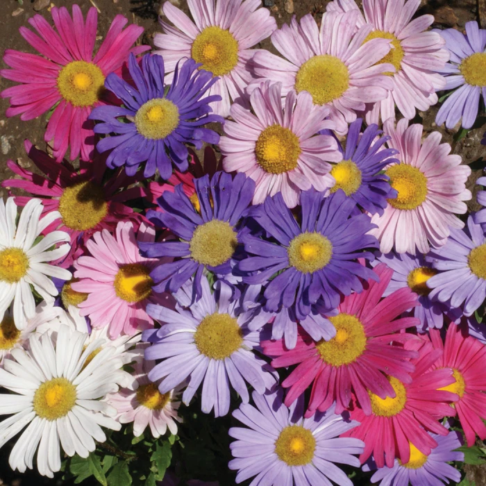 Single Mix Aster 1 Single Mix Aster