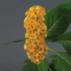 Neo™ Gold Celosia