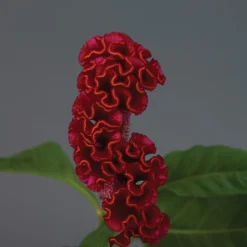Neo™ Red Celosia