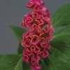 Neo™ Rose Celosia