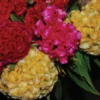 Chief Mix Celosia