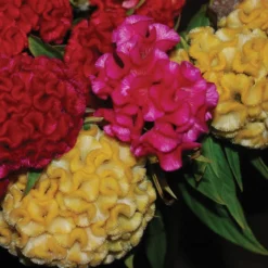 Chief Mix Celosia