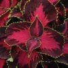 Chocolate Covered Cherry Coleus