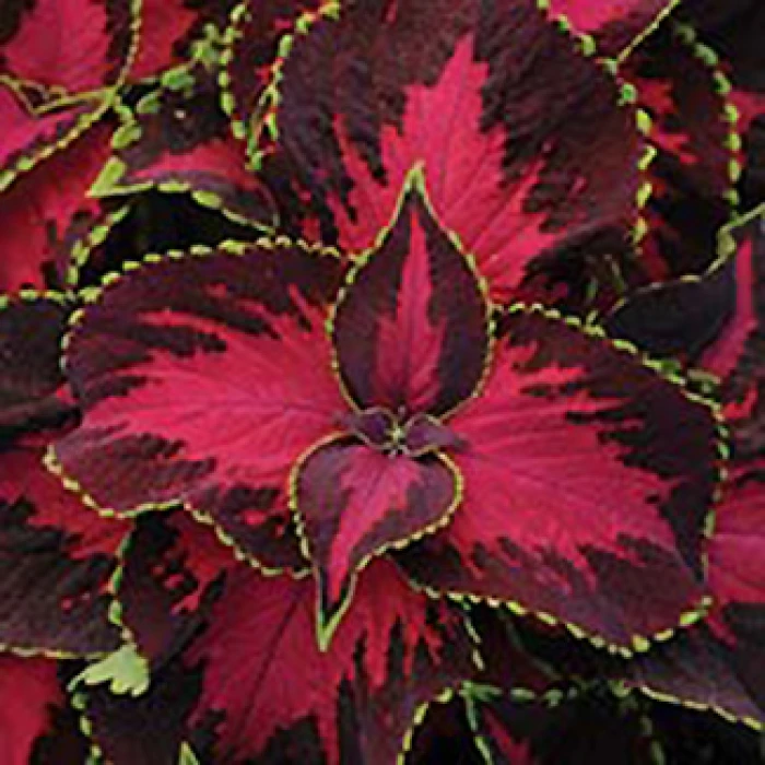 Chocolate Covered Cherry Coleus 1 Chocolate Covered Cherry Coleus