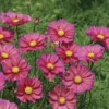 Xsenia Cosmos