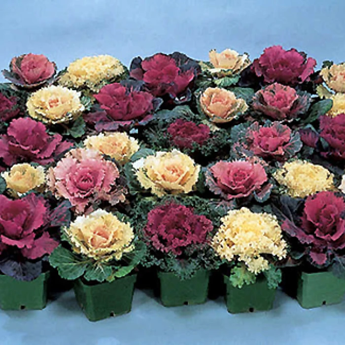 Jung Special Cabbage And Kale Hybrid Mix 1 Jung Special Cabbage And Kale Hybrid Mix