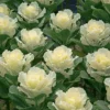 Flare&trade; White Hybrid Ornamental Kale