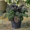 Yokohama Red Hybrid Flowering Kale