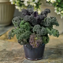 Yokohama Red Hybrid Flowering Kale