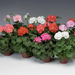 Pinto™ Mix Hybrid Geranium