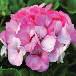 Pinto™ White To Rose Hybrid Geranium