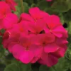 Pinto&trade; Violet Hybrid Geranium