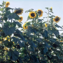 American Giant Hybrid Sunflower
