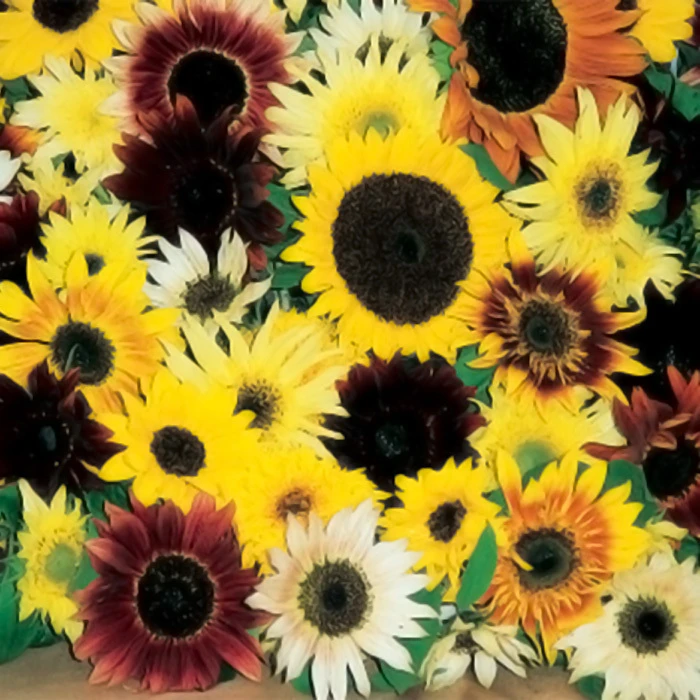 Fantasia Mix Sunflower 1 Fantasia Mix Sunflower