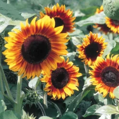 Firecracker Hybrid Sunflower
