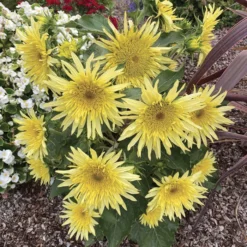 Lemon Cutie™ Hybrid Sunflower