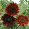 Midnight Rouge Sunflower