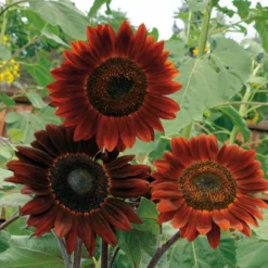 Midnight Rouge Sunflower