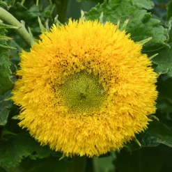Gummy Bear Sunflower
