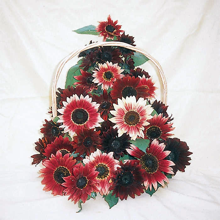 Ruby Moon Mix Sunflower 1 Ruby Moon Mix Sunflower