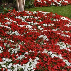 Beacon® Red White Mix Impatiens