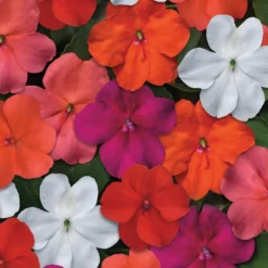 Beacon® Select Mix Hybrid Impatiens