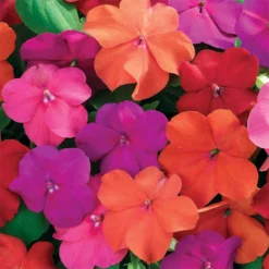 Xtreme™ Tango Impatiens Mix