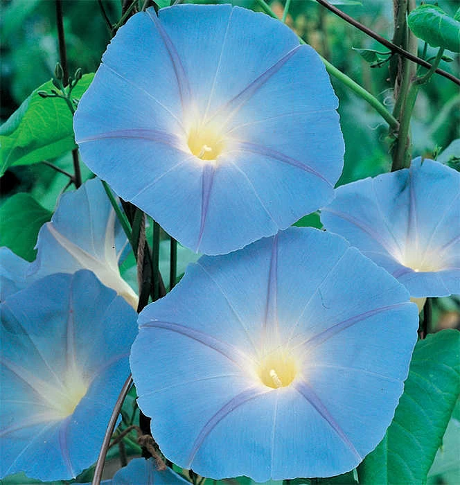 Heavenly Blue Morning Glory 1 Heavenly Blue Morning Glory