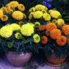 Antigua™ Mix Hybrid Marigold