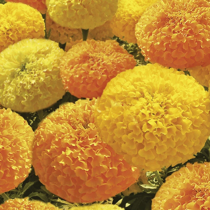 Bali Mix Marigold 1 Bali Mix Marigold