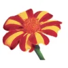 Harlequin Marigold