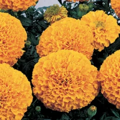 Inca II™ Orange Hybrid Marigold