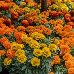 Super Hero™ Mix Marigold