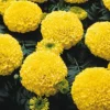 Marvel™ II Yellow Hybrid Marigold