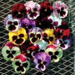 Majestic Giants II Hybrid Mix Pansies