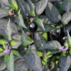 Black Hawk Hybrid Ornamental Pepper