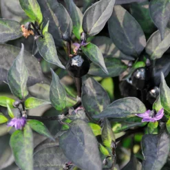 Black Hawk Hybrid Ornamental Pepper
