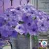 Evening Scentsation Hybrid Petunia
